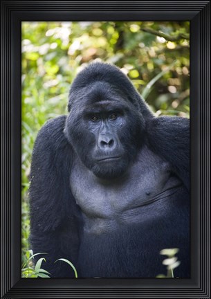 Framed Mountain Gorilla, Bwindi Impenetrable National Park, Uganda Print