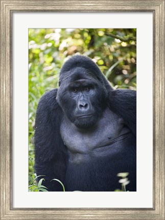 Framed Mountain Gorilla, Bwindi Impenetrable National Park, Uganda Print
