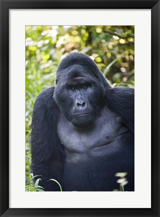 Framed Mountain Gorilla, Bwindi Impenetrable National Park, Uganda Print