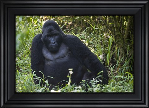 Framed Mountain Gorilla Sitting in a forest, Bwindi Impenetrable National Park, Uganda Print