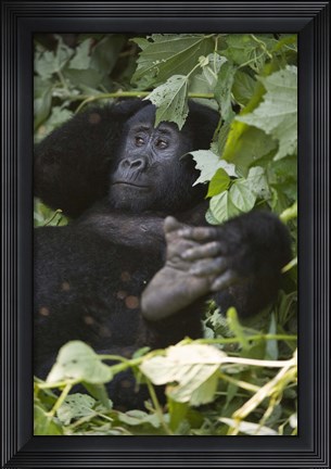 Framed Mountain Gorilla (Gorilla beringei beringei) in a forest, Bwindi Impenetrable National Park, Uganda Print