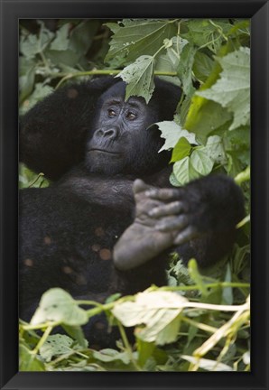 Framed Mountain Gorilla (Gorilla beringei beringei) in a forest, Bwindi Impenetrable National Park, Uganda Print