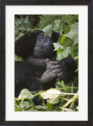 Framed Mountain Gorilla (Gorilla beringei beringei) in a forest, Bwindi Impenetrable National Park, Uganda Print