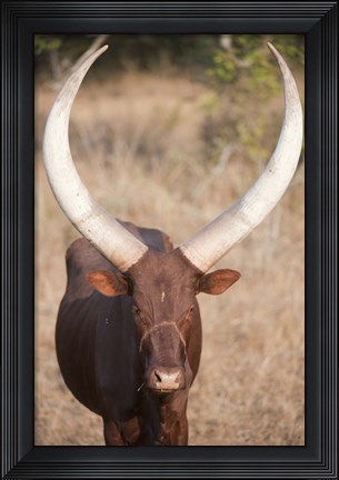 Framed Ankole-Watusi cattle standing in a field, Queen Elizabeth National Park, Uganda Print