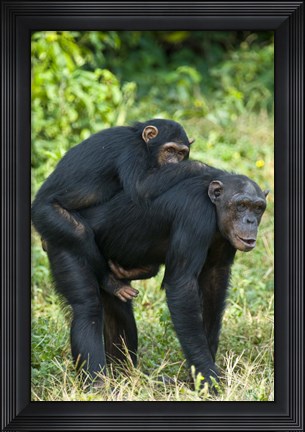 Framed Female chimpanzee (Pan troglodytes) carrying its young one on back, Kibale National Park, Uganda Print