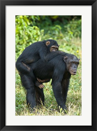 Framed Female chimpanzee (Pan troglodytes) carrying its young one on back, Kibale National Park, Uganda Print