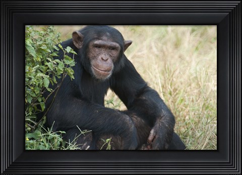 Framed Chimpanzee (Pan troglodytes) in a forest, Kibale National Park, Uganda Print
