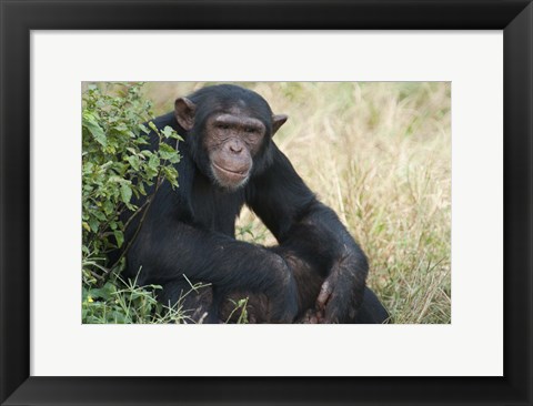 Framed Chimpanzee (Pan troglodytes) in a forest, Kibale National Park, Uganda Print