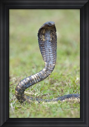 Framed Egyptian cobra rearing up, Lake Victoria, Uganda Print