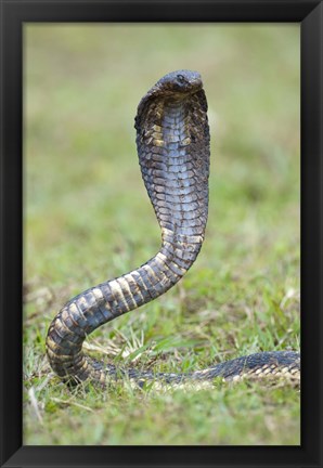 Framed Egyptian cobra rearing up, Lake Victoria, Uganda Print
