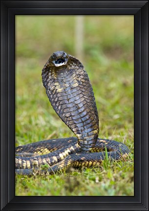 Framed Close-up of an Egyptian cobra (Heloderma horridum) rearing up, Lake Victoria, Uganda Print