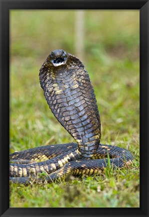 Framed Close-up of an Egyptian cobra (Heloderma horridum) rearing up, Lake Victoria, Uganda Print