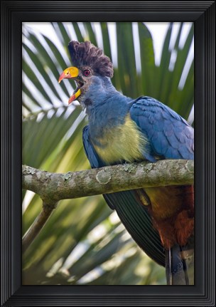 Framed Close-up of a Great Blue Turaco (Corythaeola cristata) Calling, Kibale National Park, Uganda Print