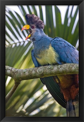 Framed Close-up of a Great Blue Turaco (Corythaeola cristata) Calling, Kibale National Park, Uganda Print