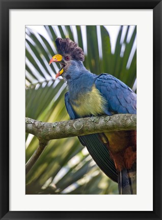 Framed Close-up of a Great Blue Turaco (Corythaeola cristata) Calling, Kibale National Park, Uganda Print