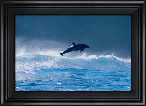Framed Common dolphin breaching in the sea Print