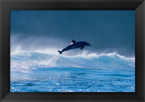 Framed Common dolphin breaching in the sea Print