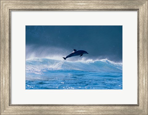 Framed Common dolphin breaching in the sea Print