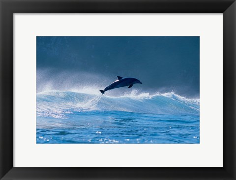 Framed Common dolphin breaching in the sea Print