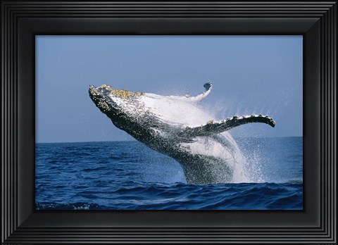 Framed Humpback whale (Megaptera novaeangliae) breaching in the sea Print