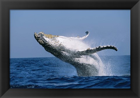 Framed Humpback whale (Megaptera novaeangliae) breaching in the sea Print