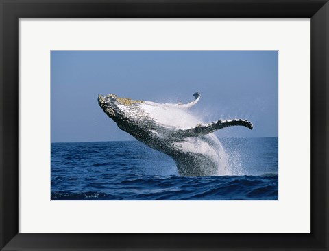 Framed Humpback whale (Megaptera novaeangliae) breaching in the sea Print