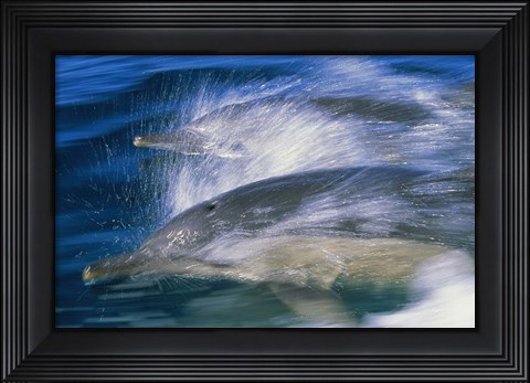 Framed Common dolphins breaching in the sea Print