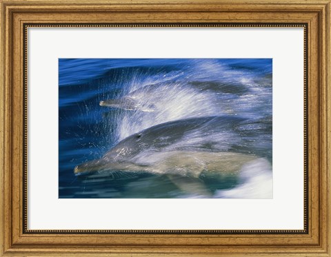 Framed Common dolphins breaching in the sea Print