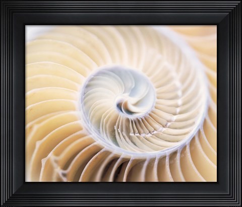 Framed Close up of shell Print