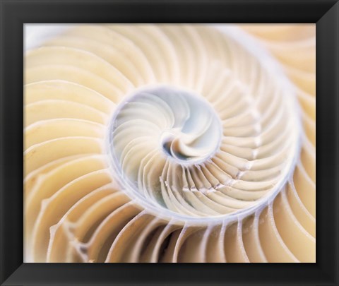 Framed Close up of shell Print