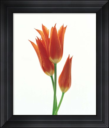 Framed Orange Flowers against White Background Print