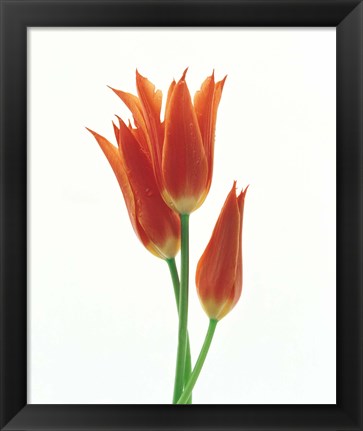 Framed Orange Flowers against White Background Print