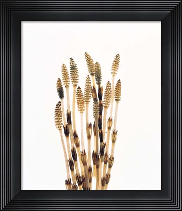 Framed Flowers against white background Print