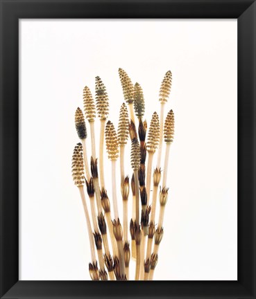 Framed Flowers against white background Print