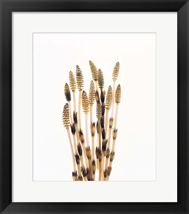 Framed Flowers against white background Print