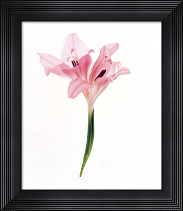 Framed Cut out of flower Print