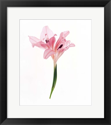 Framed Cut out of flower Print
