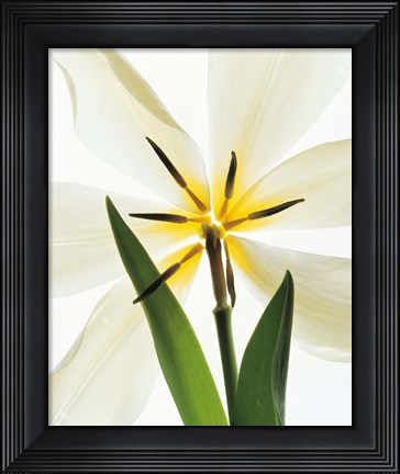 Framed Flower head, Lily Print