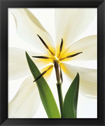 Framed Flower head, Lily Print