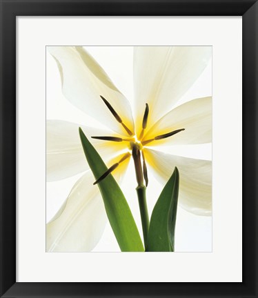 Framed Flower head, Lily Print