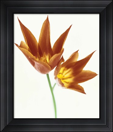 Framed Close up of flowers Print