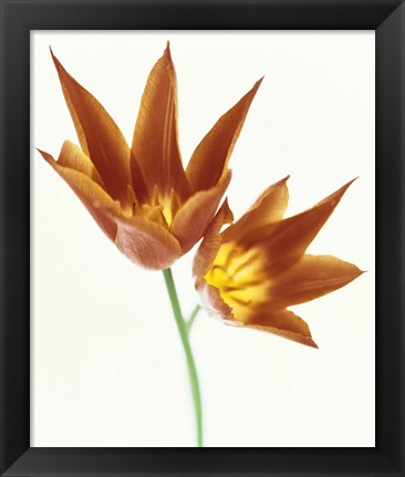 Framed Close up of flowers Print