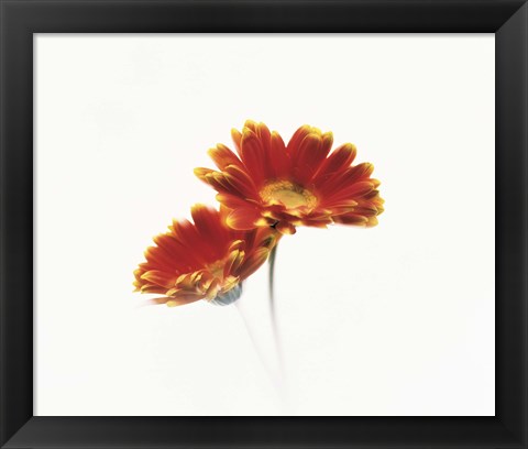 Framed Two flowers head against white background Print