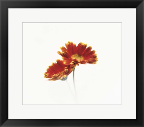 Framed Two flowers head against white background Print