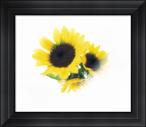 Framed Close Up Of Sunflower Head Print