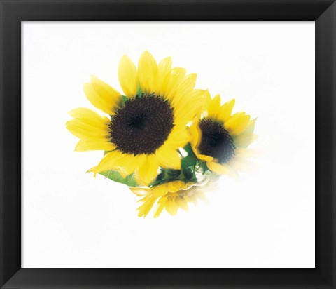 Framed Close Up Of Sunflower Head Print