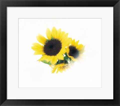 Framed Close Up Of Sunflower Head Print