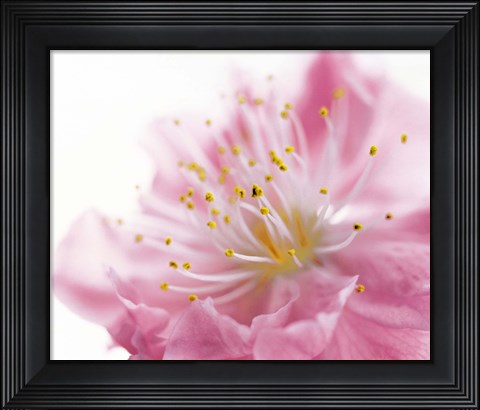 Framed Pink Flower Print