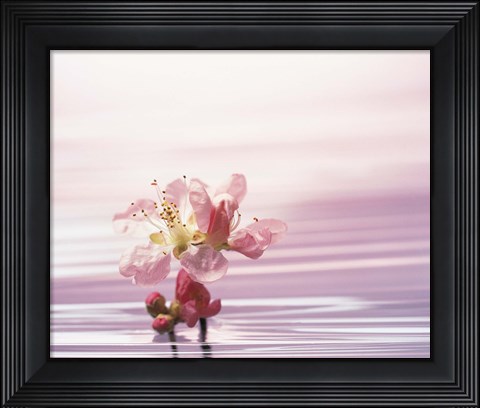Framed Flower with Water Background Print