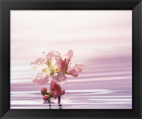 Framed Flower with Water Background Print